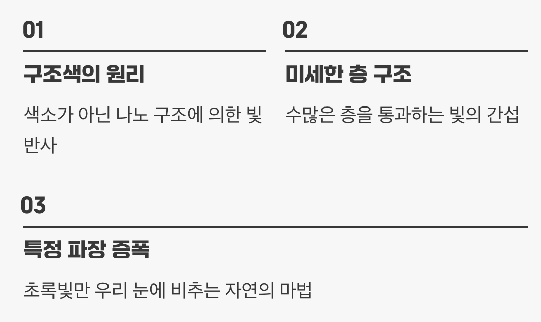 빛이 만든 마법&amp;#44; 구조색의 비밀
