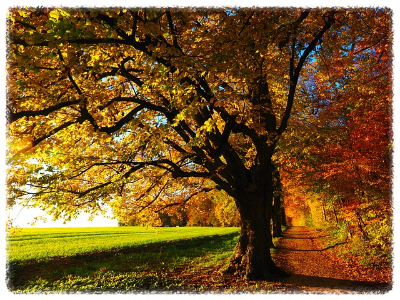화담숲 가을 단풍 축제 기간 예약 입장료 방법