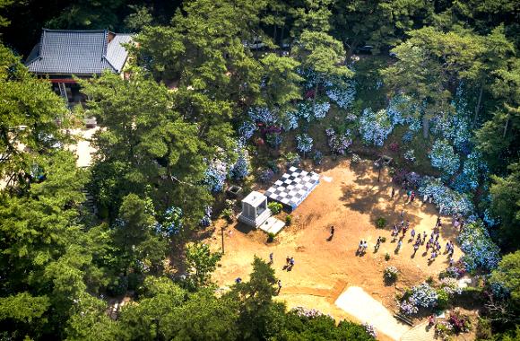 태종대 수국축제