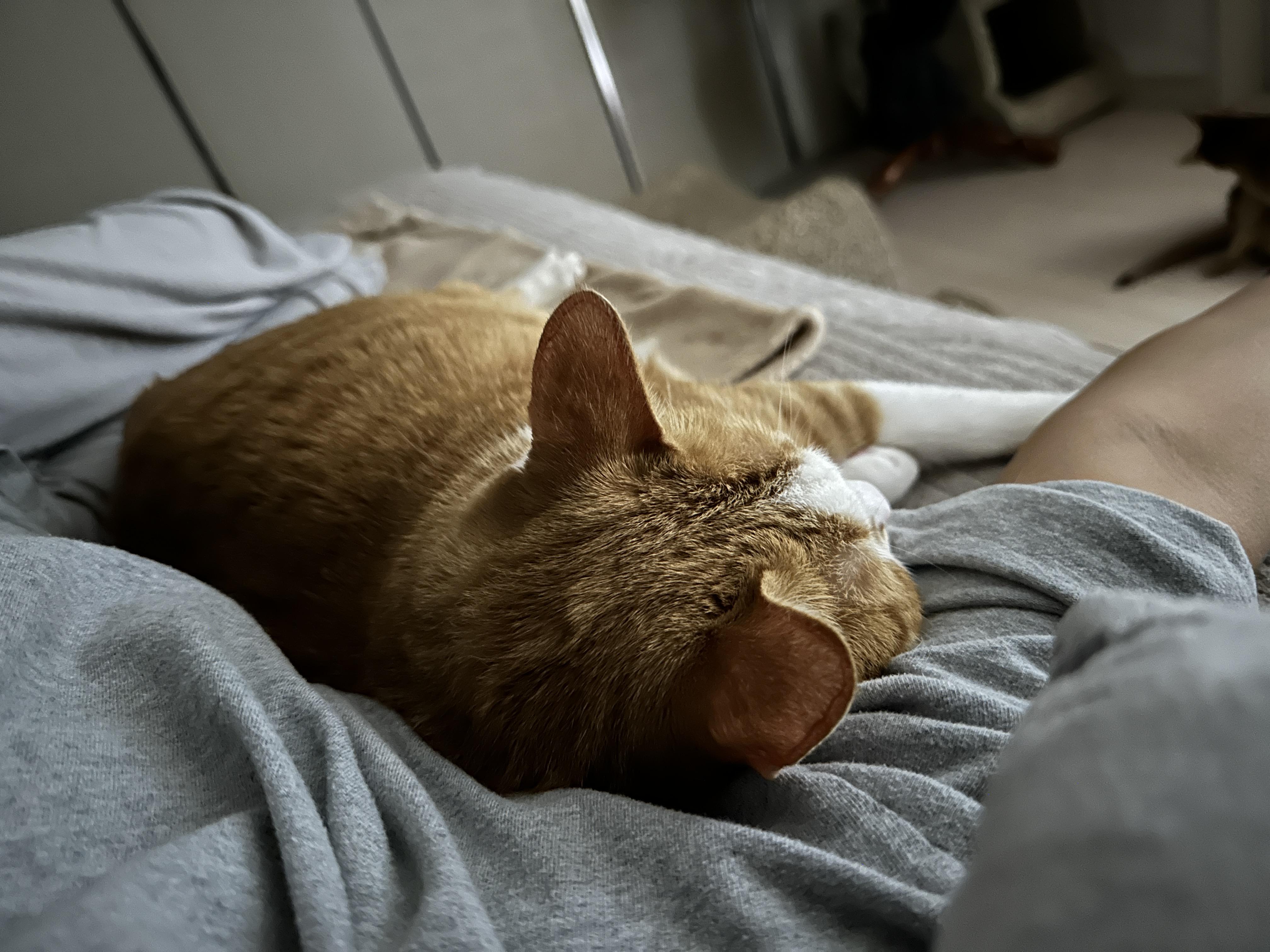 호야랑 매일 힐링하기 (feat. 엄마 품에 안겨 있는 호야)