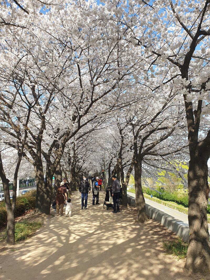벚꽃 나무 아래 아이를 데리고 온 엄마와 아빠