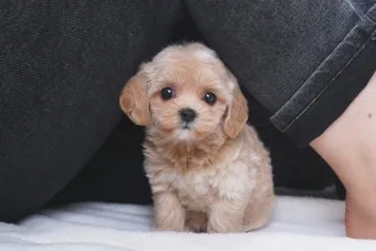 말티푸가격 2024년 솔직한 분양가 정보_18