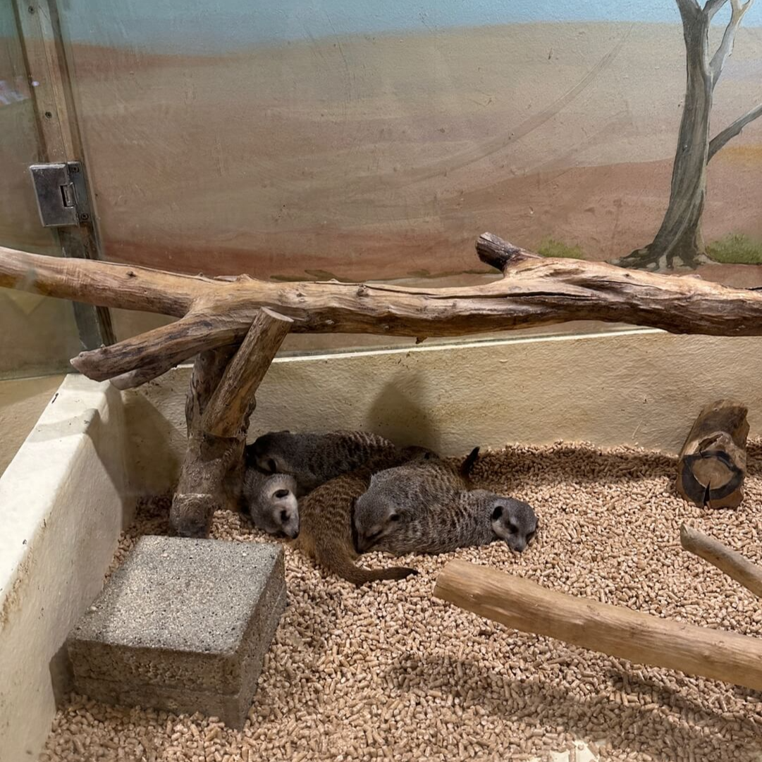 미어캣 무리 관찰 아르티스 테마파크 동탄 실내 동물원