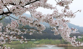 봄화장여성패션벚꽃놀이벚꽃명소