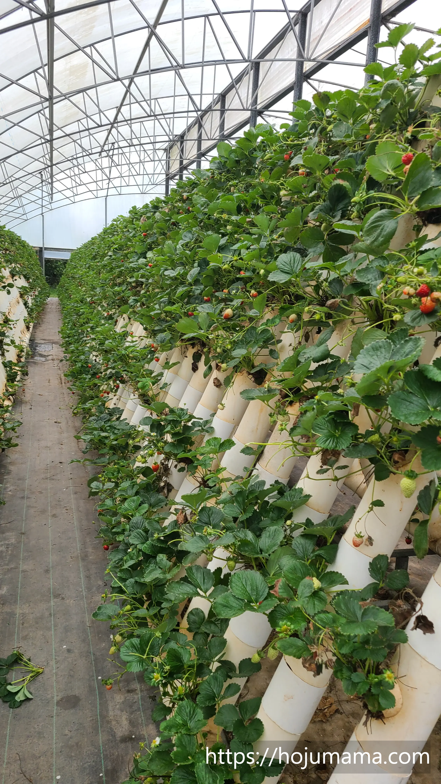 허리를 굽히지 않고도 딸기를 딸 수 있는 수직 구조의 온실 딸기밭
