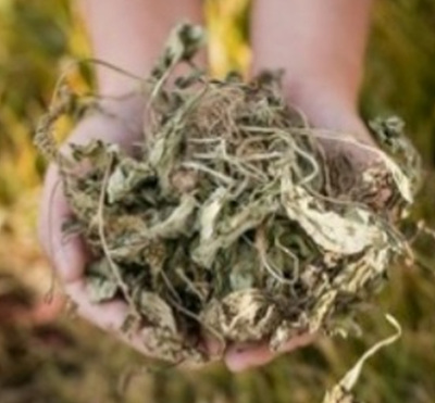 말린 질경이 사진