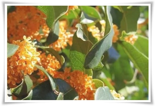 "금목서와 은목서" 한 번 맡으면 잊을 수 없는 가을 꽃의 향기!