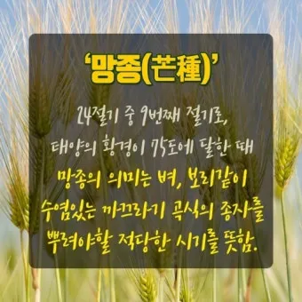 망종 절기 망종의 뜻 전통음식 매실청 담그기_18