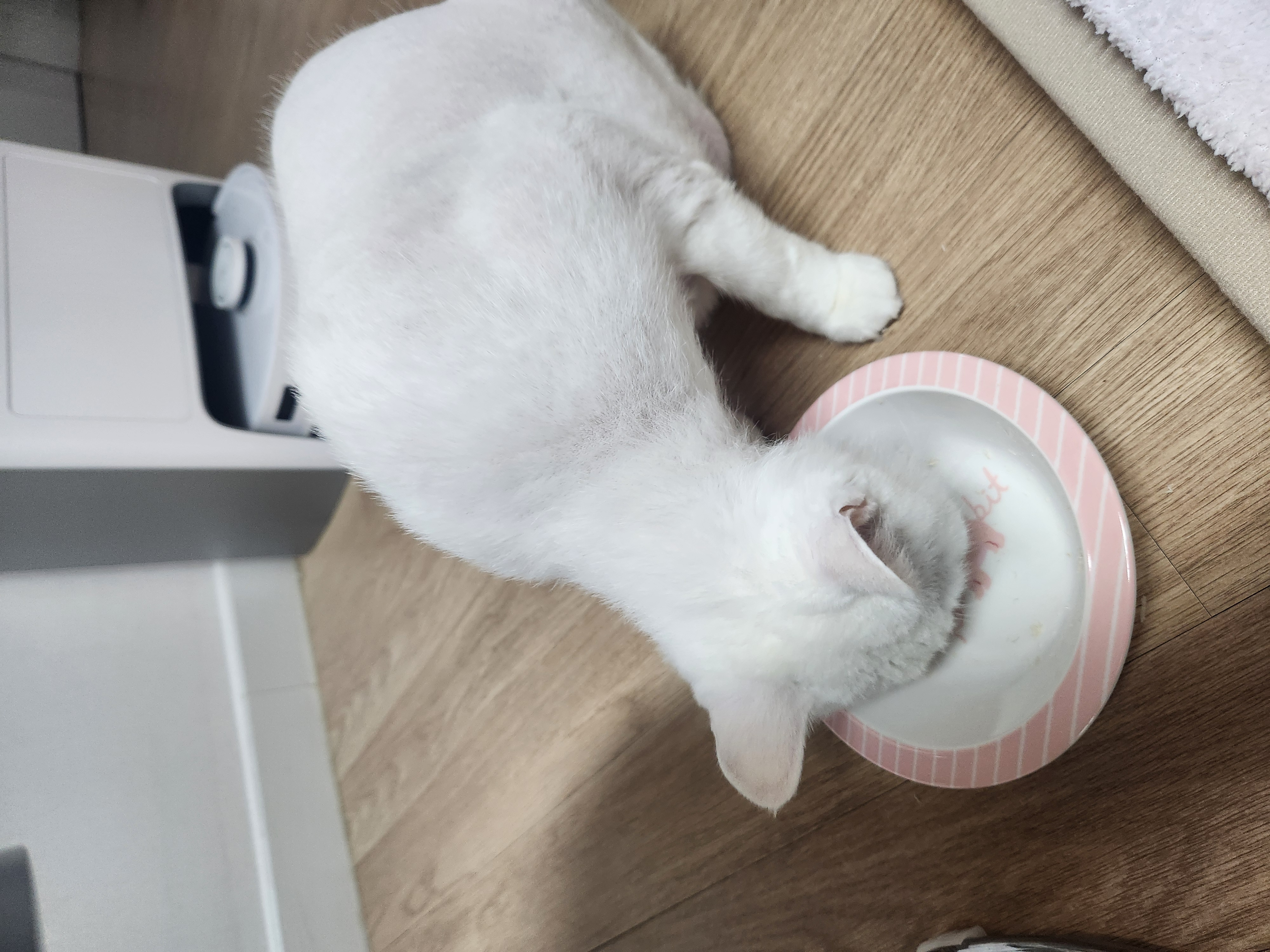 아침 드라이기 소리에 간식 그릇 앞에서 우는 고양이