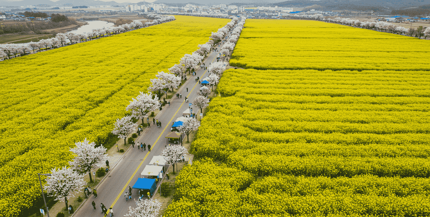 청주 이팝나무길 꽃구경 명소