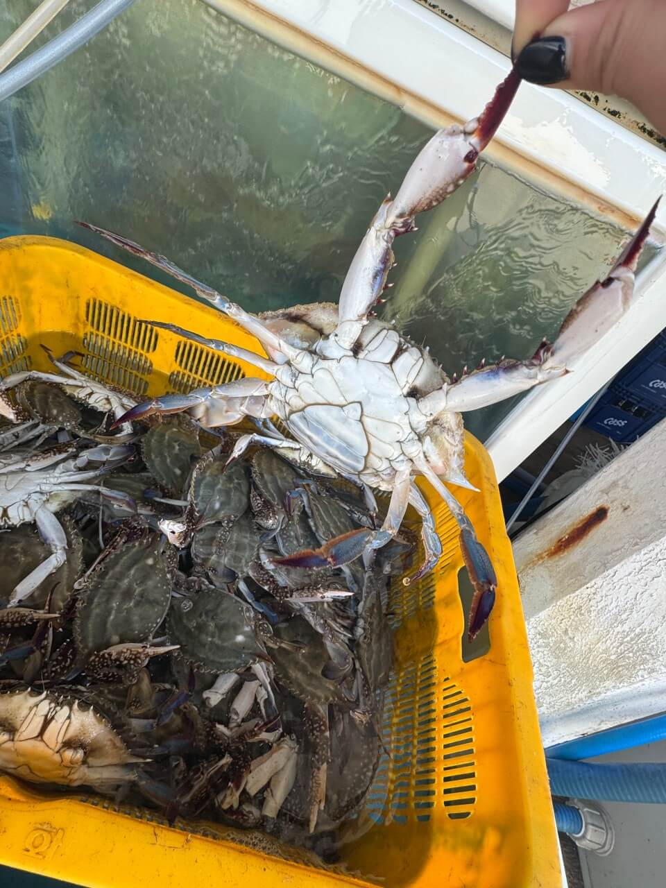 6시내고향 전북 부안 게장 맛집 모녀게장식당 주문방법