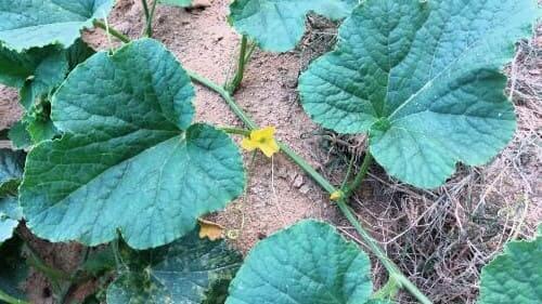 참외-착과불량-원인-착과불량-대책