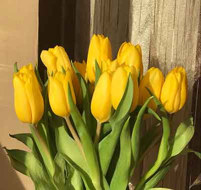 노란색 튤립