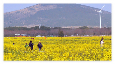 제주 유채꽃 장소