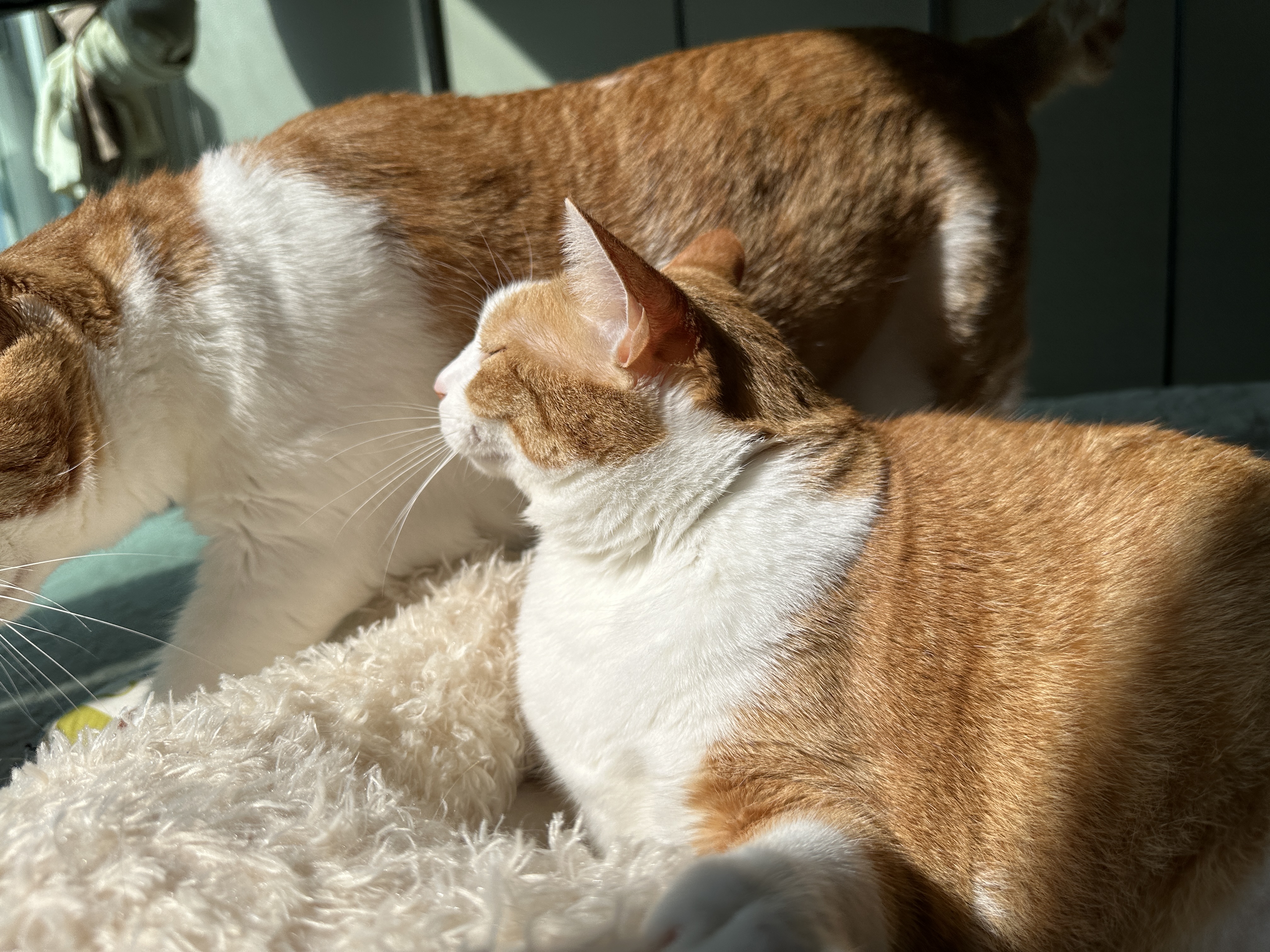 햇살_아래에_일광욕하는_호야와_옆을_지나가는_치즈냥이_막둥이