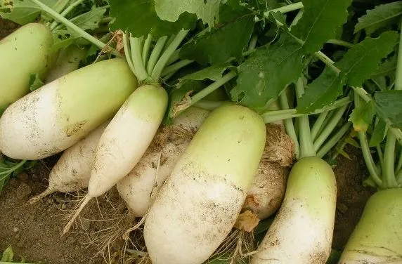 무 재배 솎아주기 토양 소독 비닐 멀칭_3