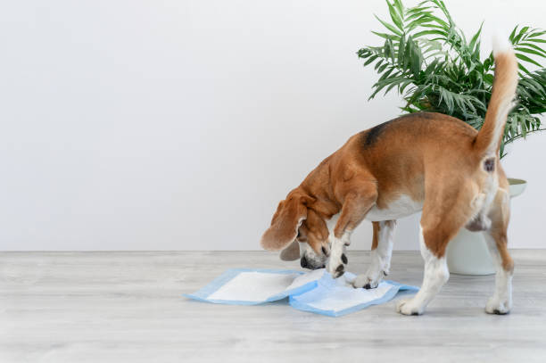 강아지 실내 화장실 종류와 특징