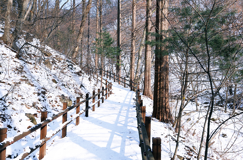 과천 반려견 겨울 나들이 명소, 강아지와 함께 걷기 좋은 산책 코스
