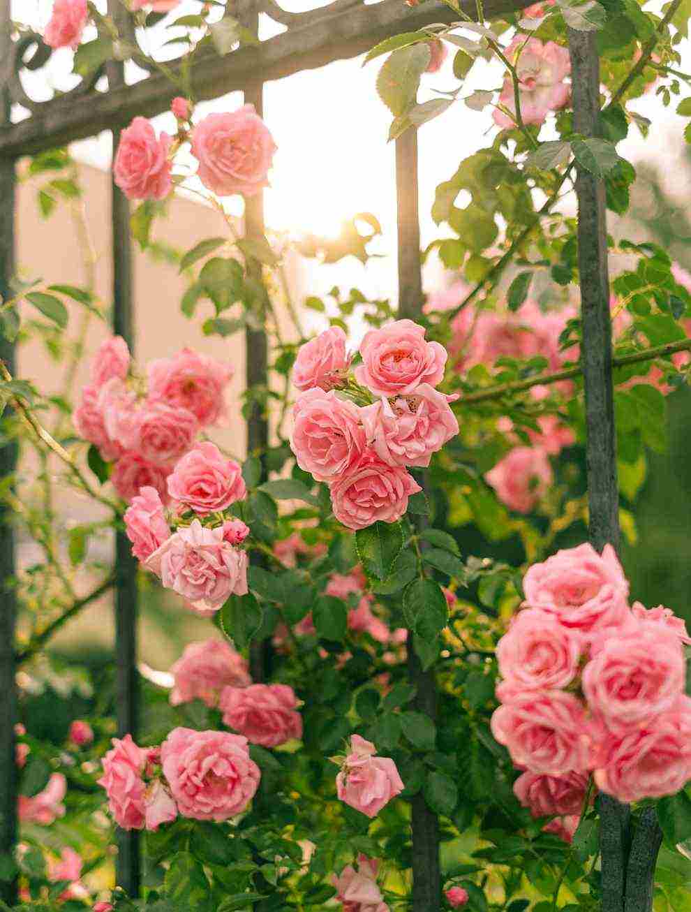 부천 백만 송이 장미축제