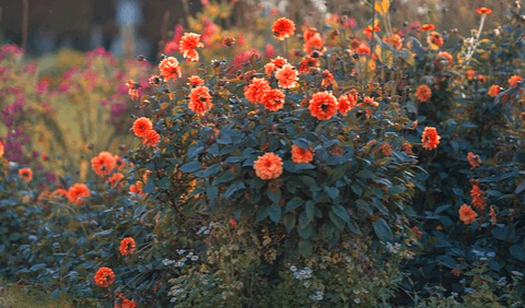 주황색의 수많은 꽃들이 풀숲에 피어있다. 매우 아름답다.