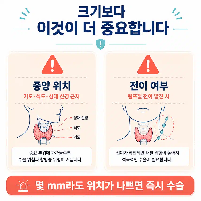 갑상선의 위치와 크기