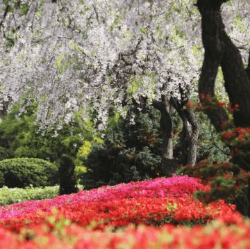 베어트리 파크 봄꽃축제와 관련된 사진