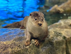 왕피천의 한국수달