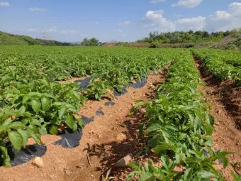 가을감자 심는시기 파종시기와 재배법_4