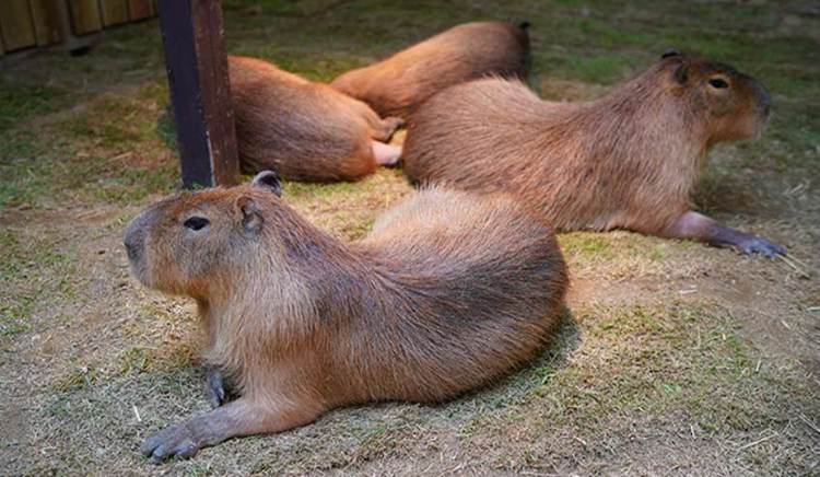 대구 네이처파크 실내동물원