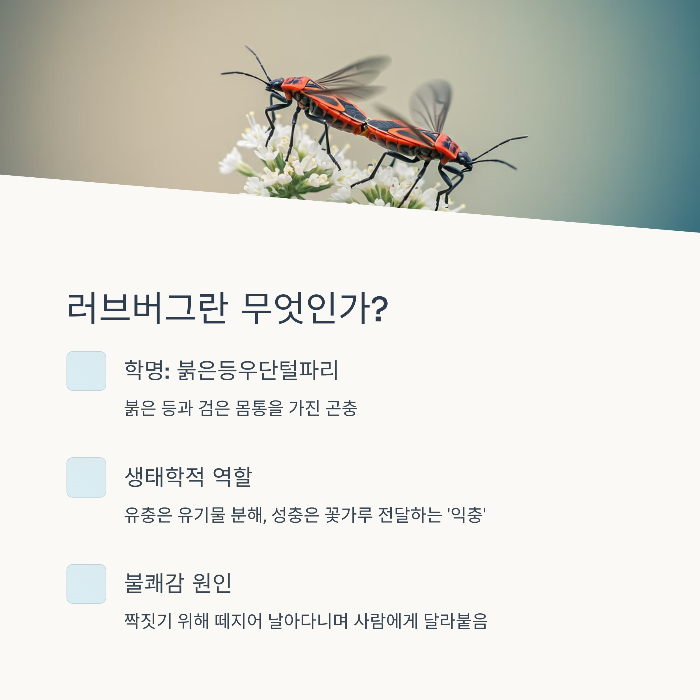 러브버그 떼