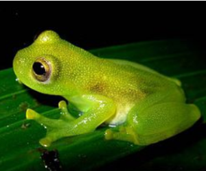 개구리 나오는 꿈