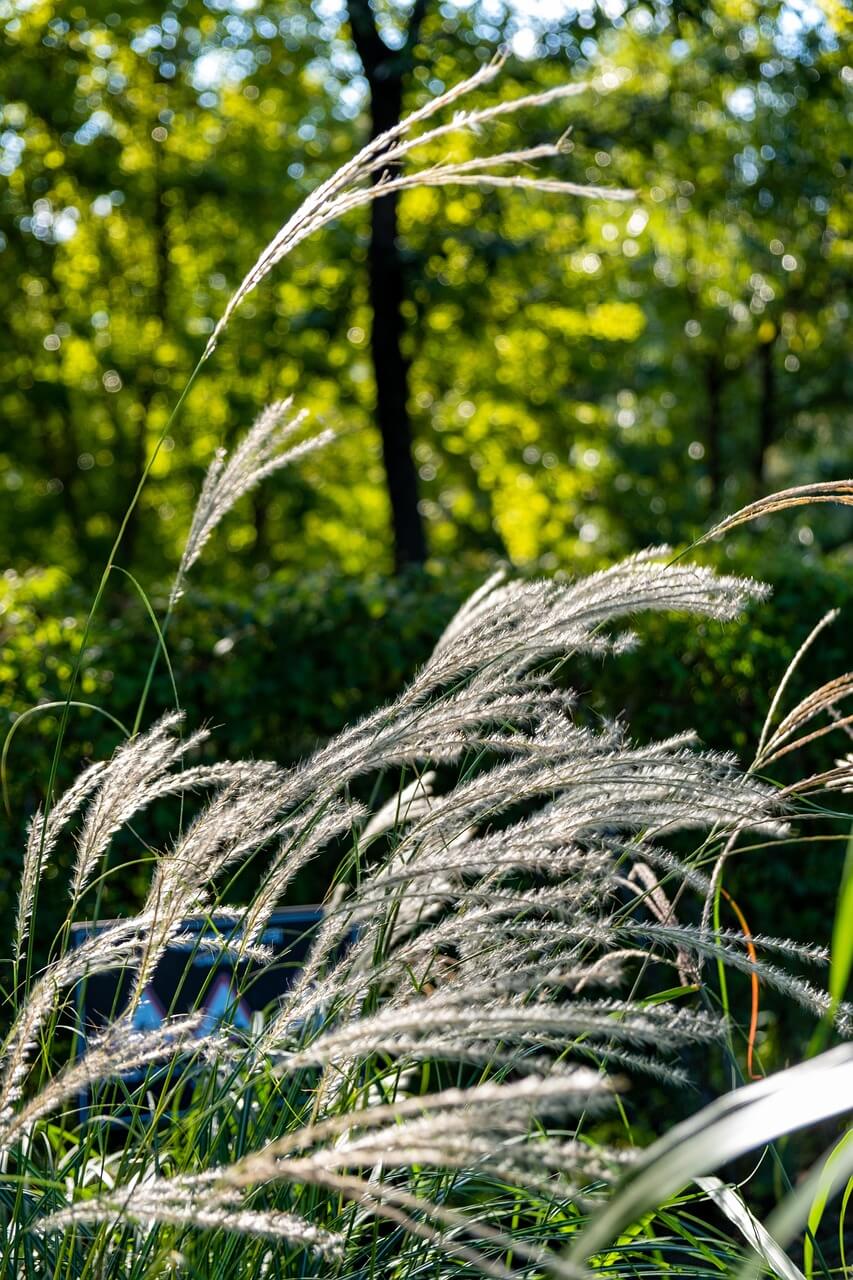 평택 원평나루 억새축제