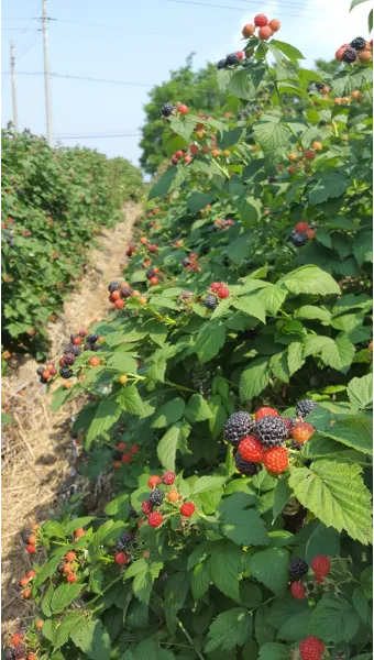 복분자 재배 지주 세우기 가지치기 병해 예방_3