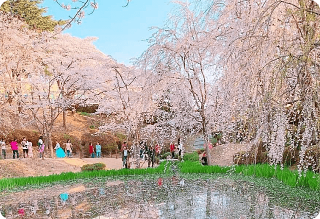 경주 벚꽃축제 (황룡원 & 보문단지)