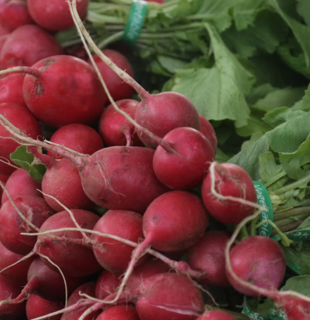 무 효능과 부작용