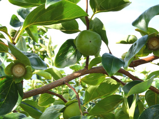 감나무 약치는 시기