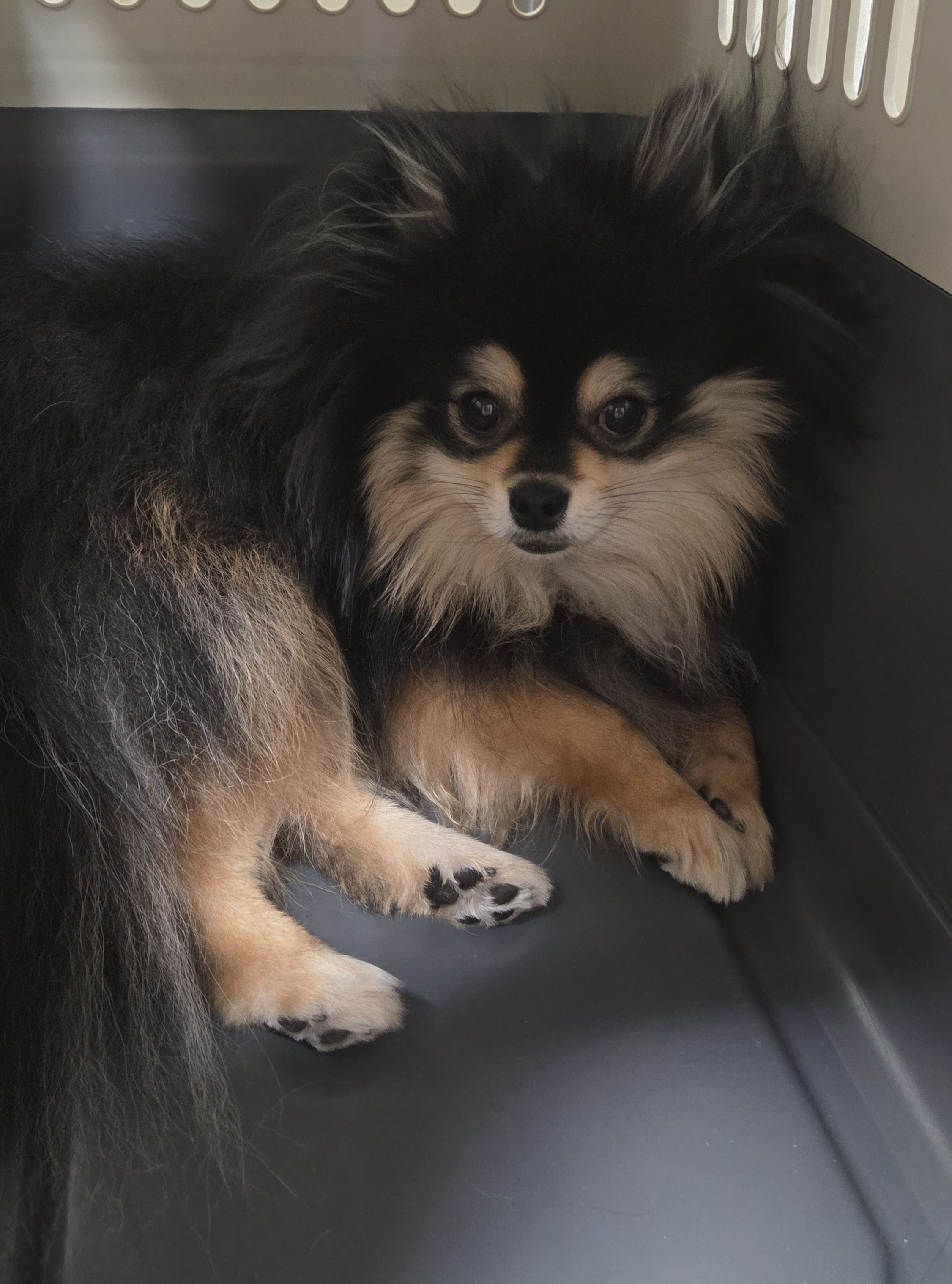 살쪄서 집이 작아진 달콩