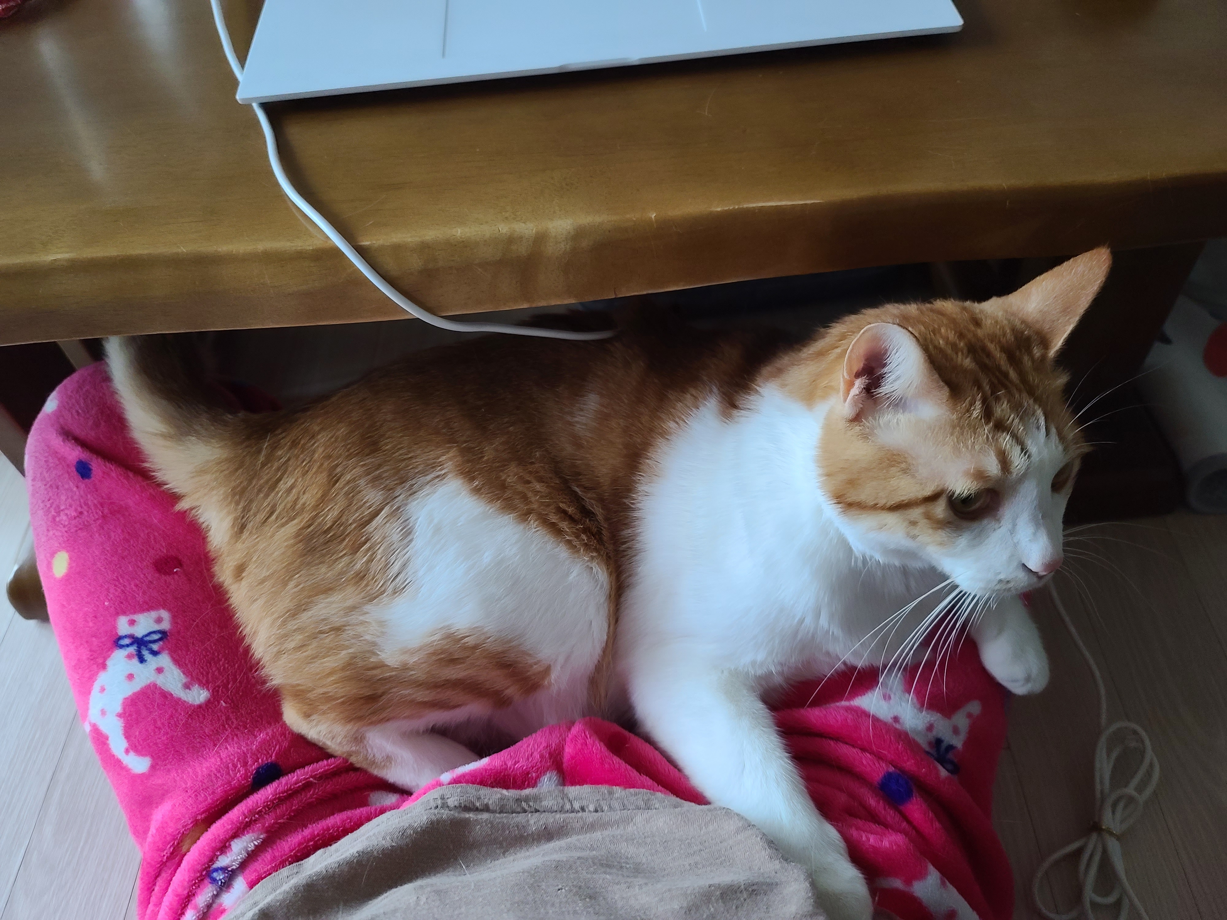 엄마 집사 무릎위 치즈냥이들 (feat. 무릎냥이들)