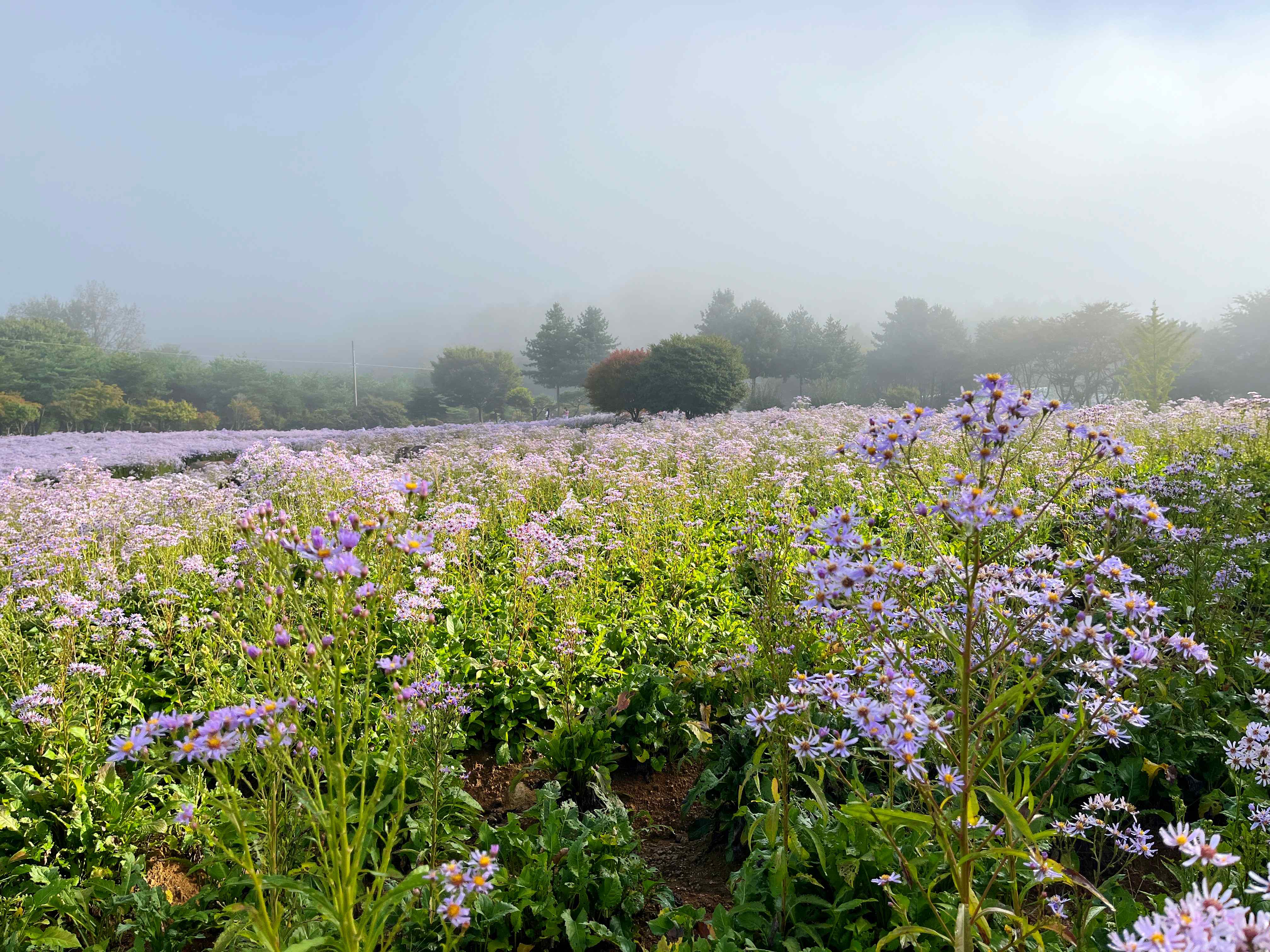 문경 문희농원 개미취