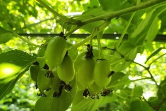 생방송투데이 이 주의 장바구니 화천 산나물 숲 ‘산방환담’에서 만나는 제철 명이나물