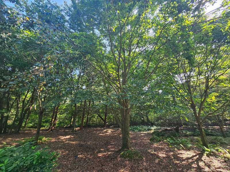 너도밤나무 수형2