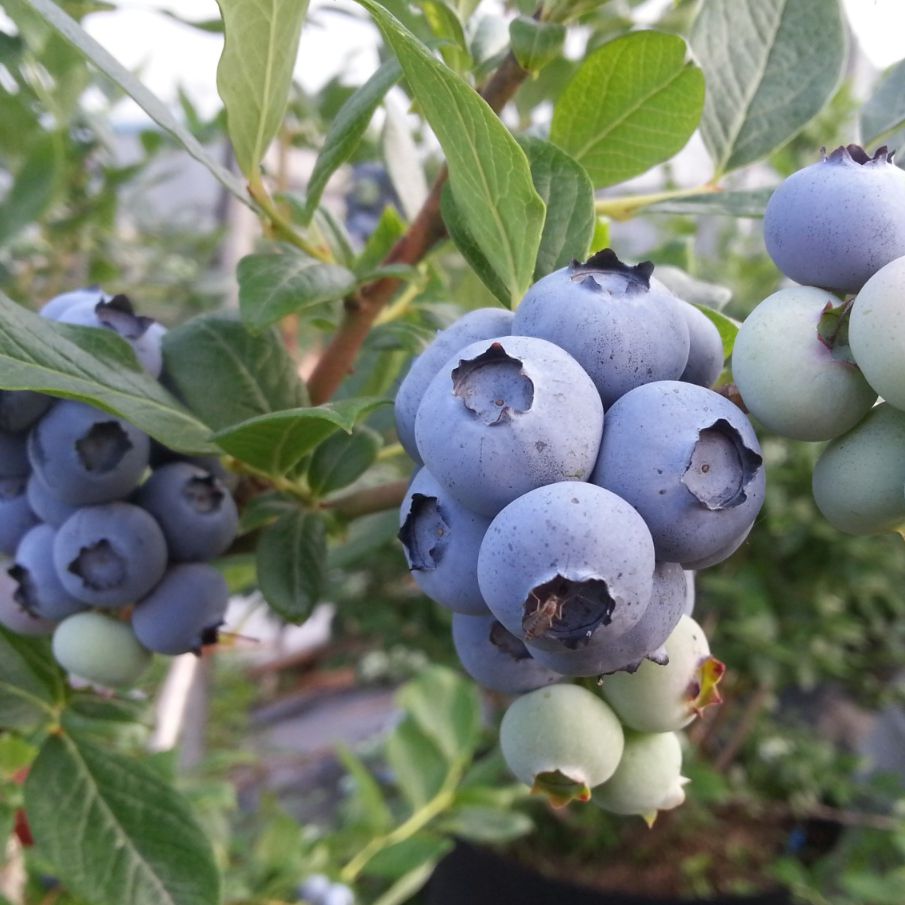 뜰안에블루베리농원