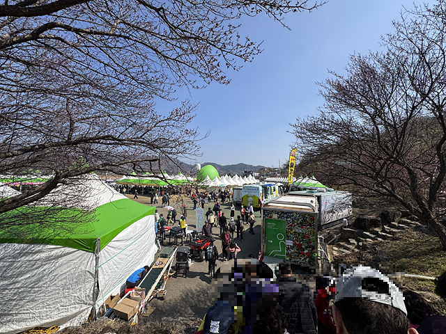 광양 매화축제 개화상황 실시간 사진 입장료