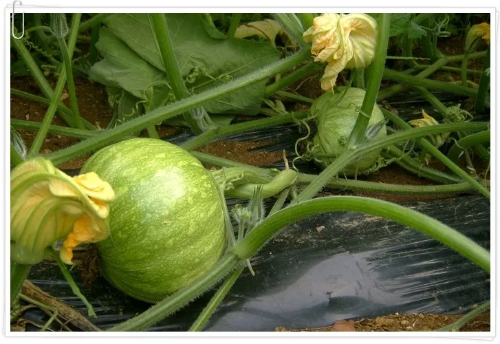 호박 재배 덩굴 유인 암꽃 관리 거름 주기_5