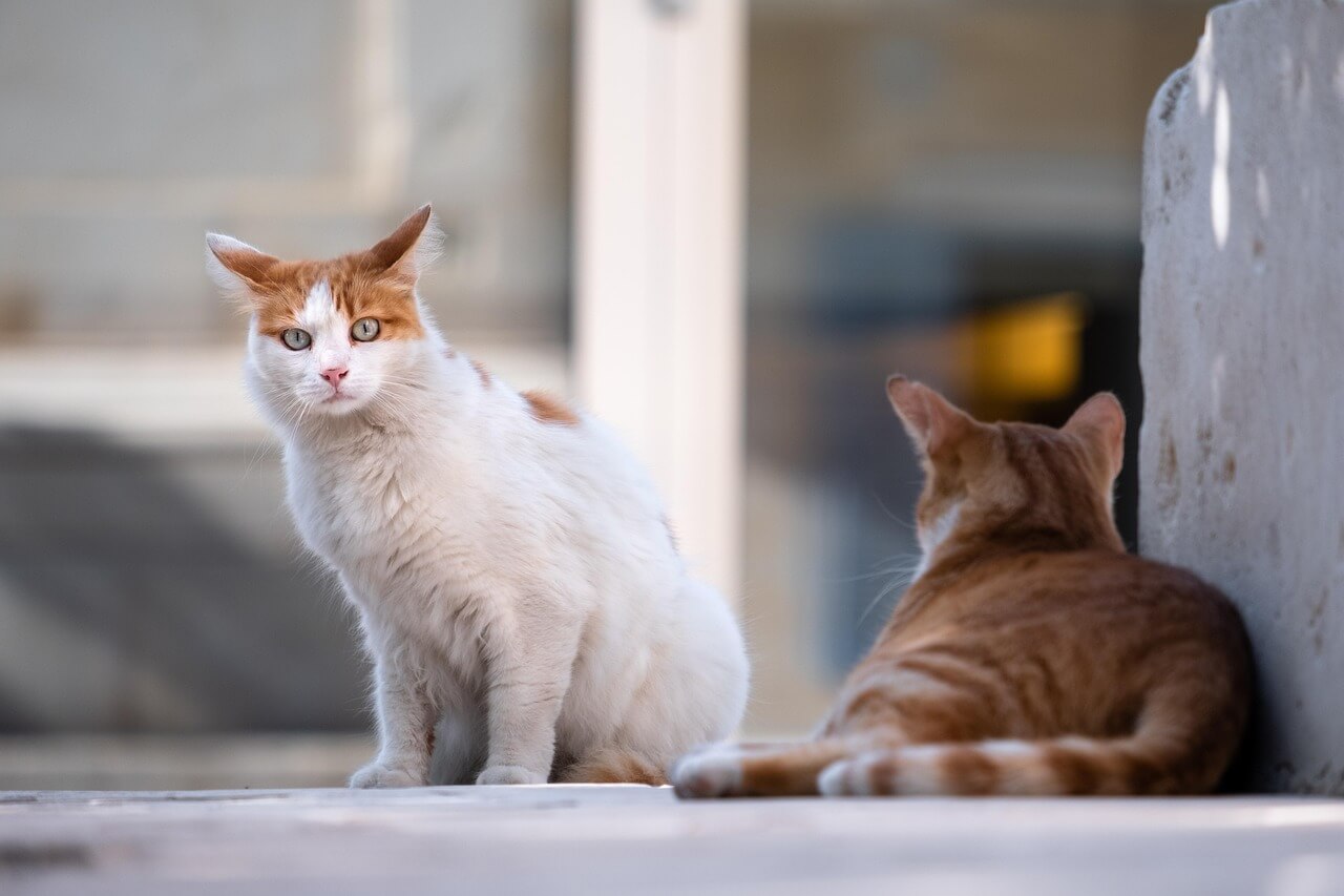 길냥이 밥 주면 법에 걸릴까? — 길고양이 급식소의 현실과 법적 기준