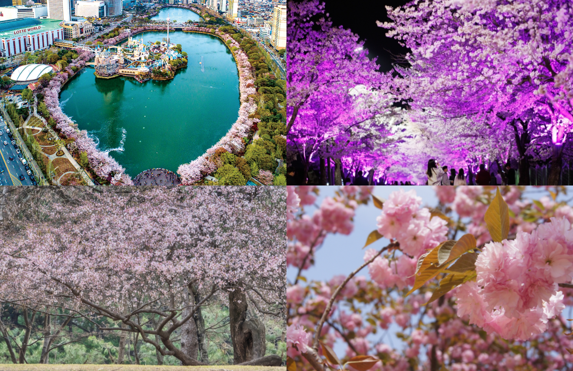 벚꽃 축제 일정