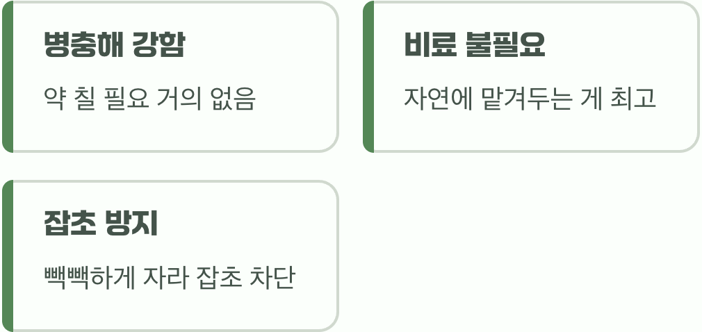 거의 손길이 필요 없는 착한 식물