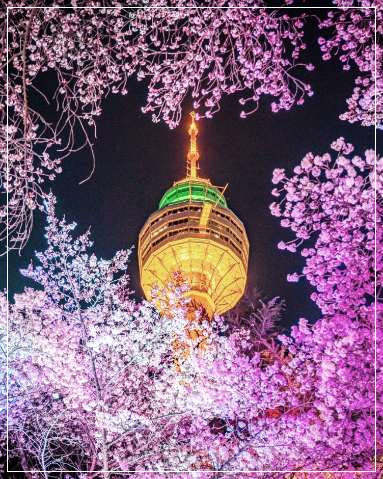 이월드 블라썸 피크닉, 대구 벚꽃 명소에서 즐기는 로맨틱 봄날!