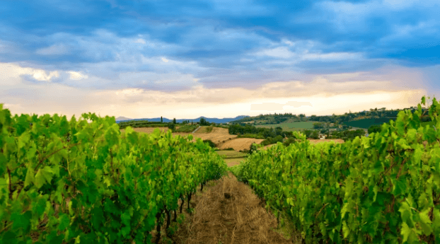 이탈리아 토스카나 여행! 코스 및 명소 총정리