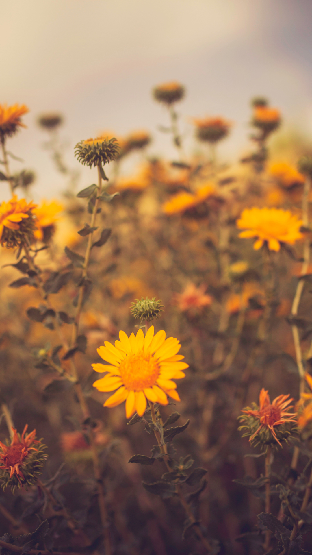 꽃 배경화면 사진 고화질 이미지 스마트폰